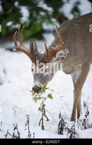 whitetail, deer, Odocoileus virginianus, buck, male, rocky mountains, Idaho, United States, raining Stock Photo