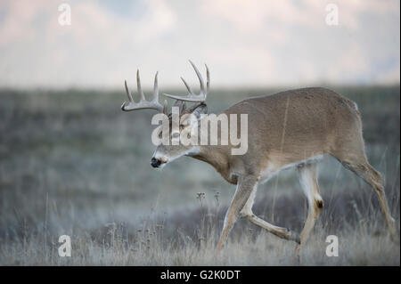 whitetail, deer, Odocoileus virginianus, buck, male, rocky mountains, Montana, United States, Stock Photo