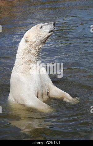 Polar bear in the water Stock Photo