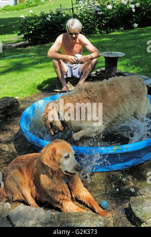 Golden retrievers playing in summer swimming pool. Stock Photo