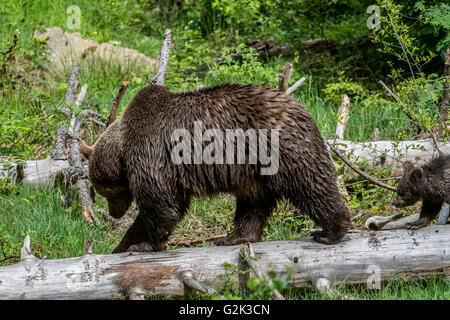 Female brown bear (Ursus arctos) with cub walking over fallen tree trunk in woodland in spring