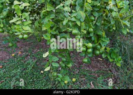 Lime green tree hanging from the branches of it. Stock Photo