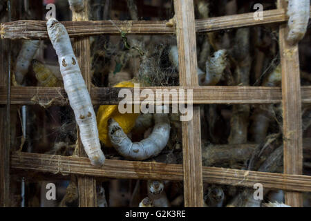 Silkworms (bombyx mori) making cocoons in the process of silk making, Hoi An, Vietnam Stock Photo