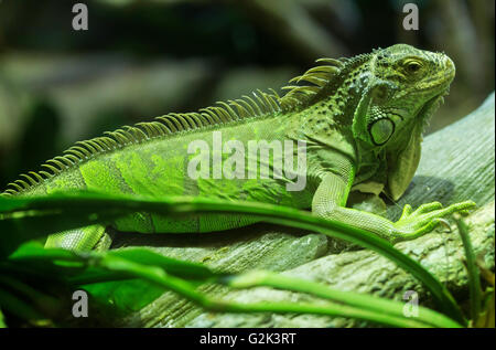 A green iguana, Iguana iguana, standing on a branch. This arboreal lizard is also known as common iguana or American iguana and Stock Photo
