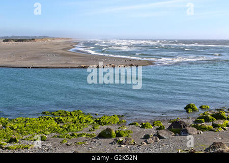 Mouth of the Smith River, Pacific ocean, harbor seals, sea lions, seagulls & double-crested cormorants resting on beach. Stock Photo