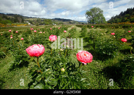 Picture by Tim Cuff - 10 November 2015 - Dot and Georgia of Dove River Peonies, Dovedale, Nelson, New Zealand: Stock Photo
