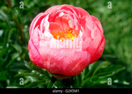 Picture by Tim Cuff - 10 November 2015 - Dot and Georgia of Dove River Peonies, Dovedale, Nelson, New Zealand: Stock Photo