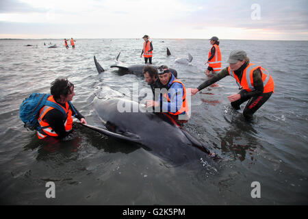 Dead pilot whales during a whale stranding on Farewell Spit in New  Zealand's South Island Stock Photo - Alamy