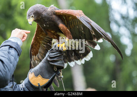 A Harris's hawk, Parabuteo unicinctus, perched on the gloved arm of a falconer Stock Photo