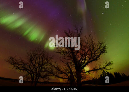 Northern lights (Aurora borealis) and bur oak trees Birds Hill Provincial Park Manitoba Canada Stock Photo