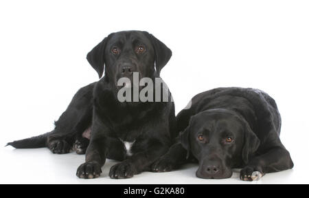 two black labrador retrievers laying down on white background Stock Photo