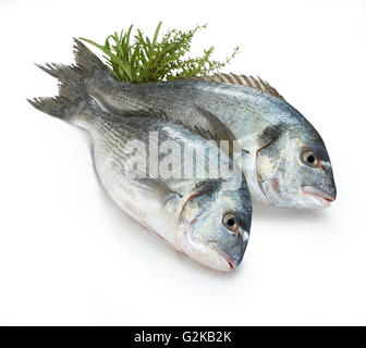 Two Gilt-head bream (Sparus aurata), thyme (Thymus sp.) and rosemary (Rosmarinus officinalis), white background Stock Photo