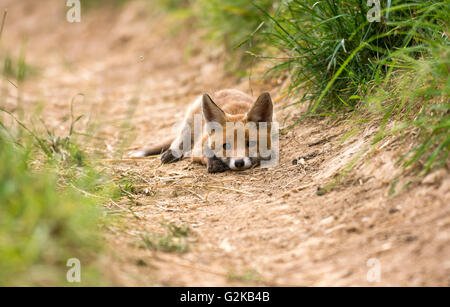 Red Fox (Vulpes vulpes), lying, Young Animal, Puppy, Baden-Württemberg, Germany Stock Photo