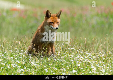 Red Fox (Vulpes vulpes) sitting in flower meadow, Monti Sibillini National Park, Umbria, Italy