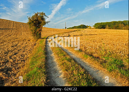 single tree beside dirt track through corn field after autumn harvest, Dordogne Department, Aquitaine, France Stock Photo