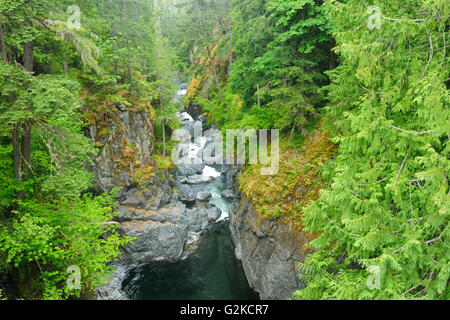 Englishman River and lush old-growth and second-growth forest Englishman River Falls Provincial Park British Columbia Canada Stock Photo