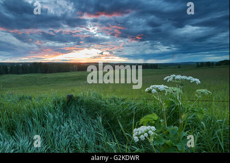 Cow Parsnip, heracleum maximum, Sunset, near Water Valley, Alberta, Canada Stock Photo