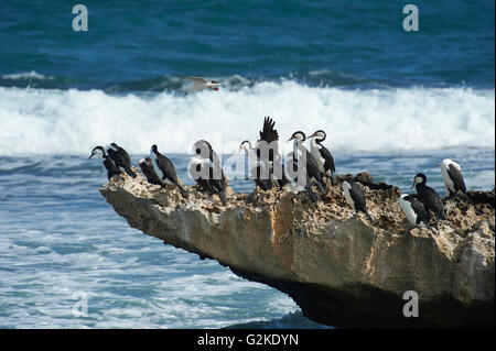 Australian Pied Cormorant, phalacrocorax varius  Western Australia Stock Photo