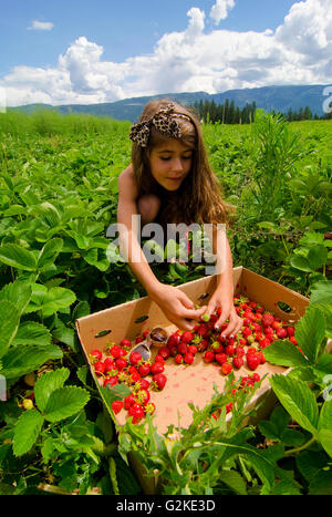 Young girl picks strawberries at Okanagan Asparagus Farm in Armstrong in Okanagan region of British Columbia Canada MR022. Stock Photo