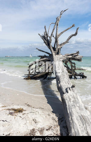 Stranded tree on the beach, Sanibel Island, Lee County, Florida, United States Stock Photo
