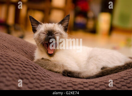 Siamese kitten yawns enthusiastically in a home in Enderby, British Columbia, Canada Stock Photo