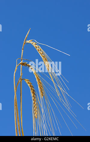2 Row Barley closeup Piapot Saskatchewan Canada Stock Photo