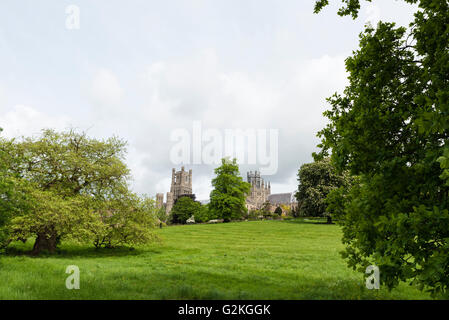 Ely cathedral from Cherry Hill park Ely Cambridgeshire England UK Stock Photo