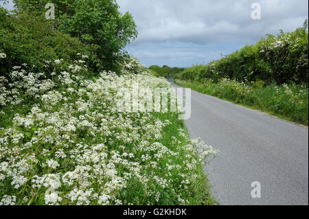 cow parsley growing on verge of quiet country lane, north norfolk, england Stock Photo