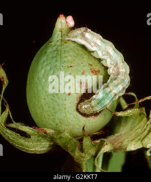 American or cotton bollworn (Helicoverpa armigera) caterpillar feeding on a cotton boll Stock Photo