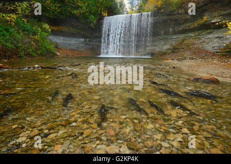 Salmon spawning. Kagawong River at Bridal Veil Falls in Kagawong.  Manitoulin Island Ontario Canada Stock Photo