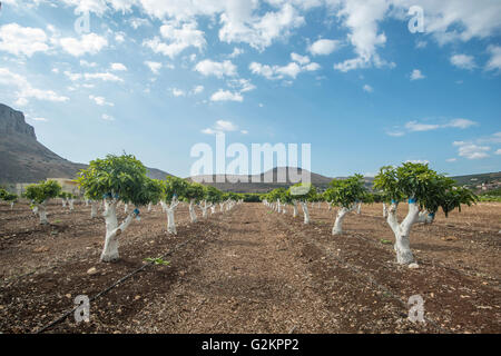 Grafting on a mango tree Stock Photo