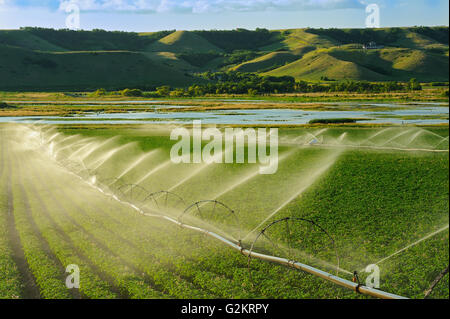 Irrigating potatoes in the Qu' Appelle Valley Craven Saskatchewan Canada Stock Photo