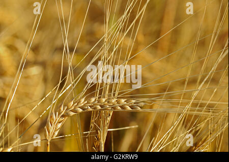 Wheat closeup  Webb Saskatchewan Canada Stock Photo