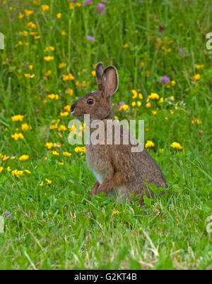 Snowshoe hare or varying hare standing in summer grasses, (Lepus americanus), in summer coat, near Lake Superior, Canada Stock Photo