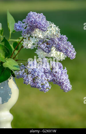 lilac, flower, garden, sprintime, travel, vintage, art, wall, nature tones, relax, old luxury Stock Photo