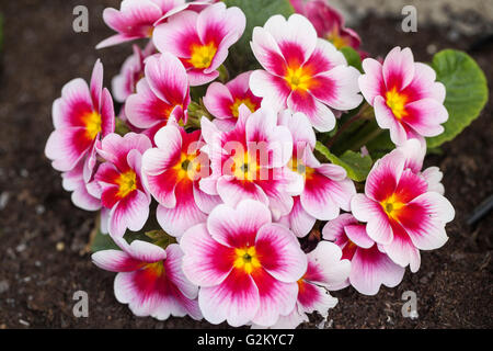 Close up of a beautiful pink primrose in an English spring garden, England, UK Stock Photo