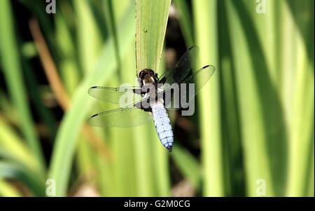 Dragonfly on a reed in the Bamboo pond at Highdown Gardens on the South Downs between Ferring and Goring. Stock Photo
