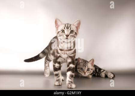 Devon rex purebrebred cat on white Stock Photo