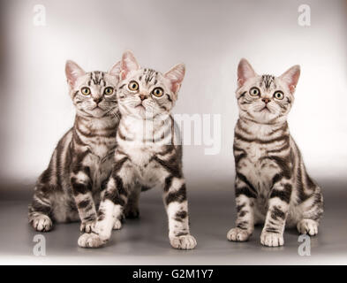 Devon rex purebrebred cat on white Stock Photo