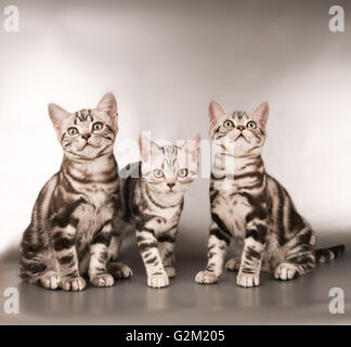 Devon rex purebrebred cat on white Stock Photo