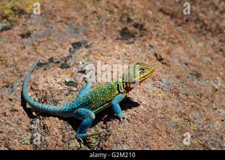 A bright turqouise Mountain Boomer (Collared Lizard) in the rocks of the Wichita Mountains in SW Oklahoma. Stock Photo