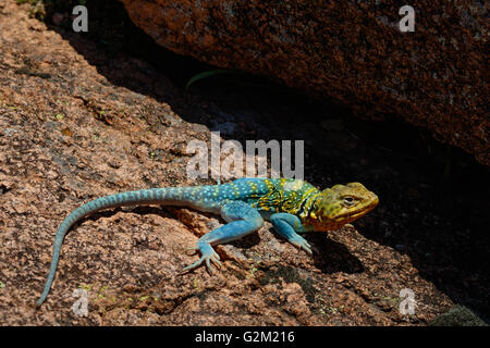 A bright turqouise Mountain Boomer (Collared Lizard) in the rocks of the Wichita Mountains in SW Oklahoma. Stock Photo