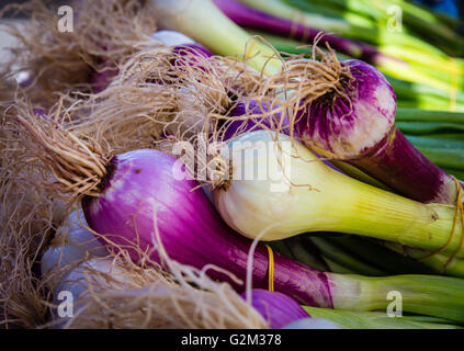 Red and Green Scallion Onions at the Farmers Market Stock Photo