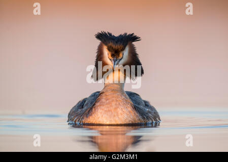 Great Crested Grebe Stock Photo