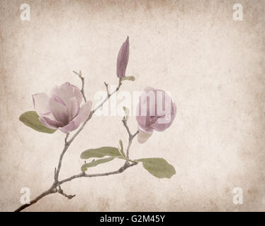 Pink magnolia flowers on old paper background Stock Photo - Alamy