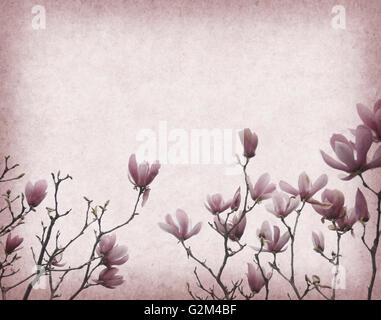 Pink magnolia flowers on old paper background Stock Photo - Alamy