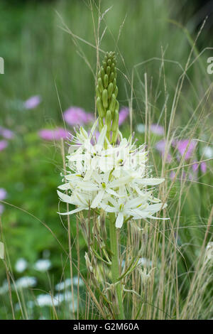 Camassia leichtlinii alba subsp. leichtlinii. Californian white-flowered quamash Stock Photo