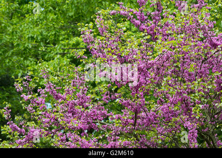 Cercis siliquastrum. Judas tree in flower in spring. Cotswolds, England Stock Photo