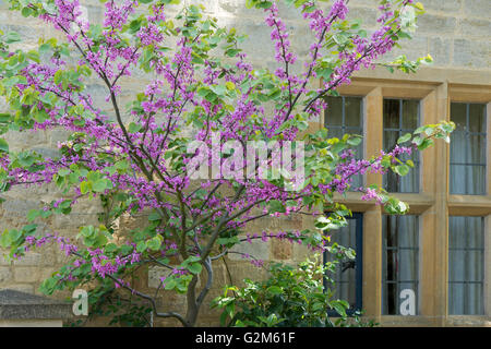 Cercis siliquastrum. Judas tree in front of a cotswold cottage flowering in spring. Cotswolds, England Stock Photo