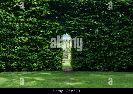 Walkway through a beech hedge at Broughton Grange Gardens, Oxfordshire, England Stock Photo